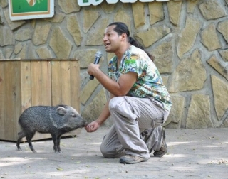 cerdo vietnamita